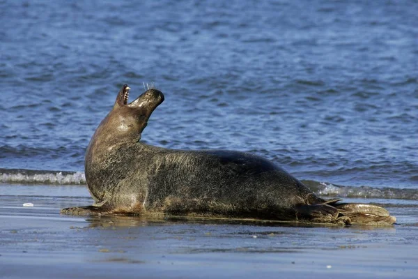 Phoque Gris Couché Sur Plage Halichoerus Grypus — Photo