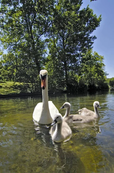 Familj av svanar simmar i sjön — Stockfoto