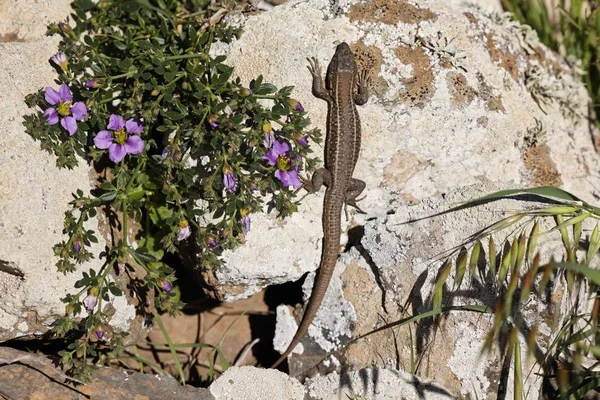 Lizard Fagonia Cretica Fuerteventura Canary Islands — Stock Photo, Image