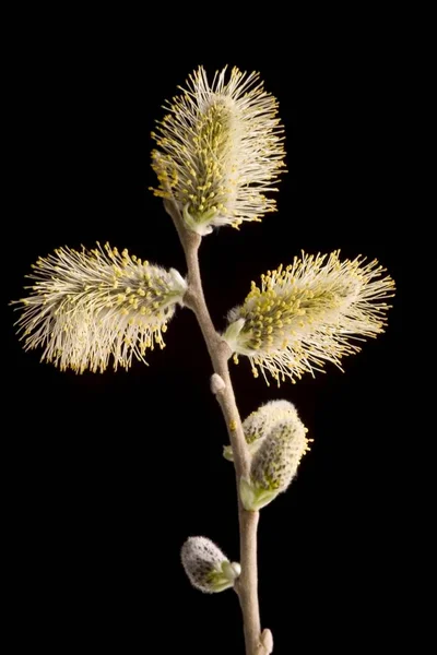 黒い背景に孤立した柳の枝 — ストック写真
