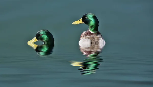 Patos Mallard en agua de estanque — Foto de Stock