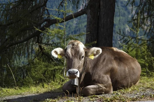 Kráva Snílku Alpes Spočívající Lese — Stock fotografie