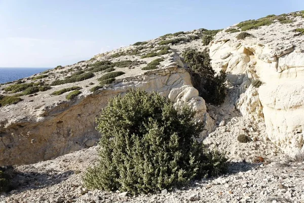 Ginepro Juniperus Macrocarpa Southcrete Creta Grecia Europa — Foto Stock