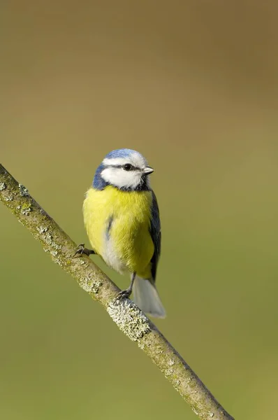 Bird sitting on branch — Stock Photo, Image