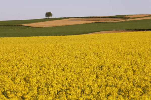 Colza Bassa Baviera Germania Europa — Foto Stock