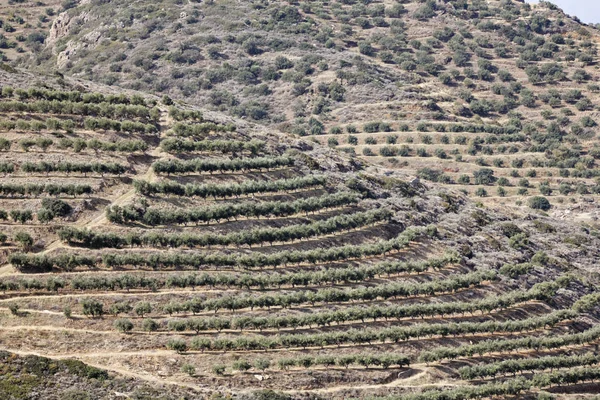 Olive Plantáž Kréta Řecko Evropa — Stock fotografie