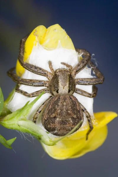 Xysticus Cristatus Spider Close Shot — Stock Photo, Image