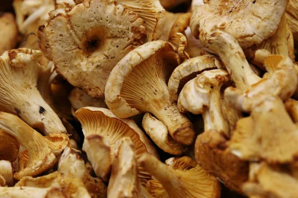 Chanterelle mushrooms texture background
