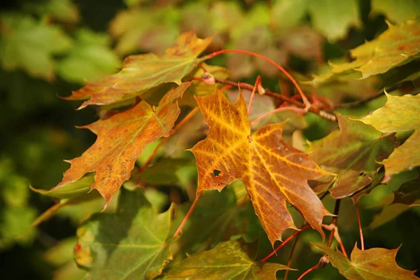 Feuille Érable Gros Plan — Photo