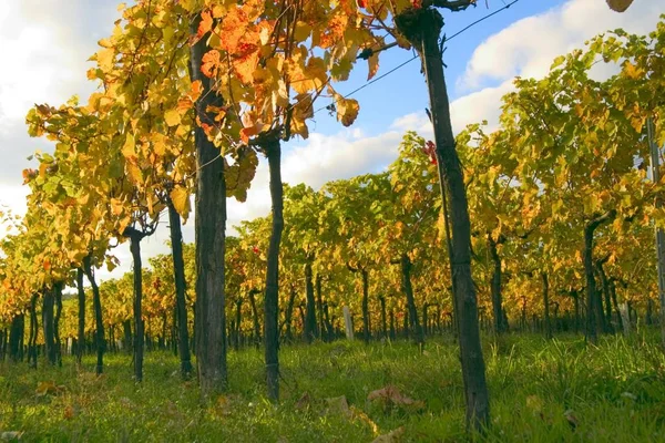 Weinanpflanzung Herbst — Stockfoto