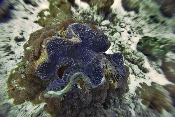 Almeja Gigante Tridacna Gigas Atolón Vakarufalhi Ari Las Maldivas —  Fotos de Stock