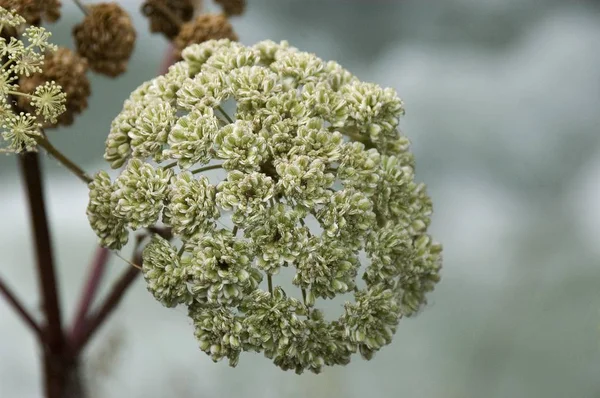 Seeds Angelica Angelica Sylvestris — Stock Photo, Image