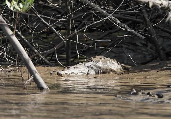 Crocodilo Americano Crocodylus Acutus Parque Nacional Palo Verde Guanacaste Costa — Fotografia de Stock