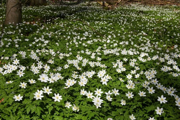Wood anemone windflowers, white Anemone nemorosa flowers in wood field meadow