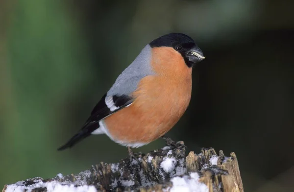 Domherre Fågel Pyrrhula Pyrrhula — Stockfoto