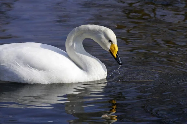 Cygne chanteur nageant — Photo