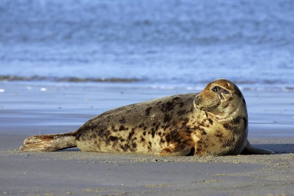 Vrouwelijke Grijze Zeehond Liggen Het Strand Nemen Van Een Sunbathe — Stockfoto
