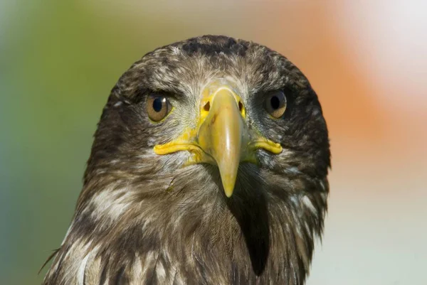 Fechar Águia Haliaeetus Albicilla — Fotografia de Stock