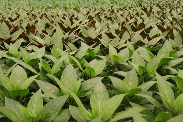 Tanaman Balkon Impatiens Paradise — Stok Foto