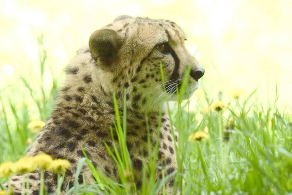 チーター子 Jubatus 野生猫緑の芝生で横になっています — ストック写真