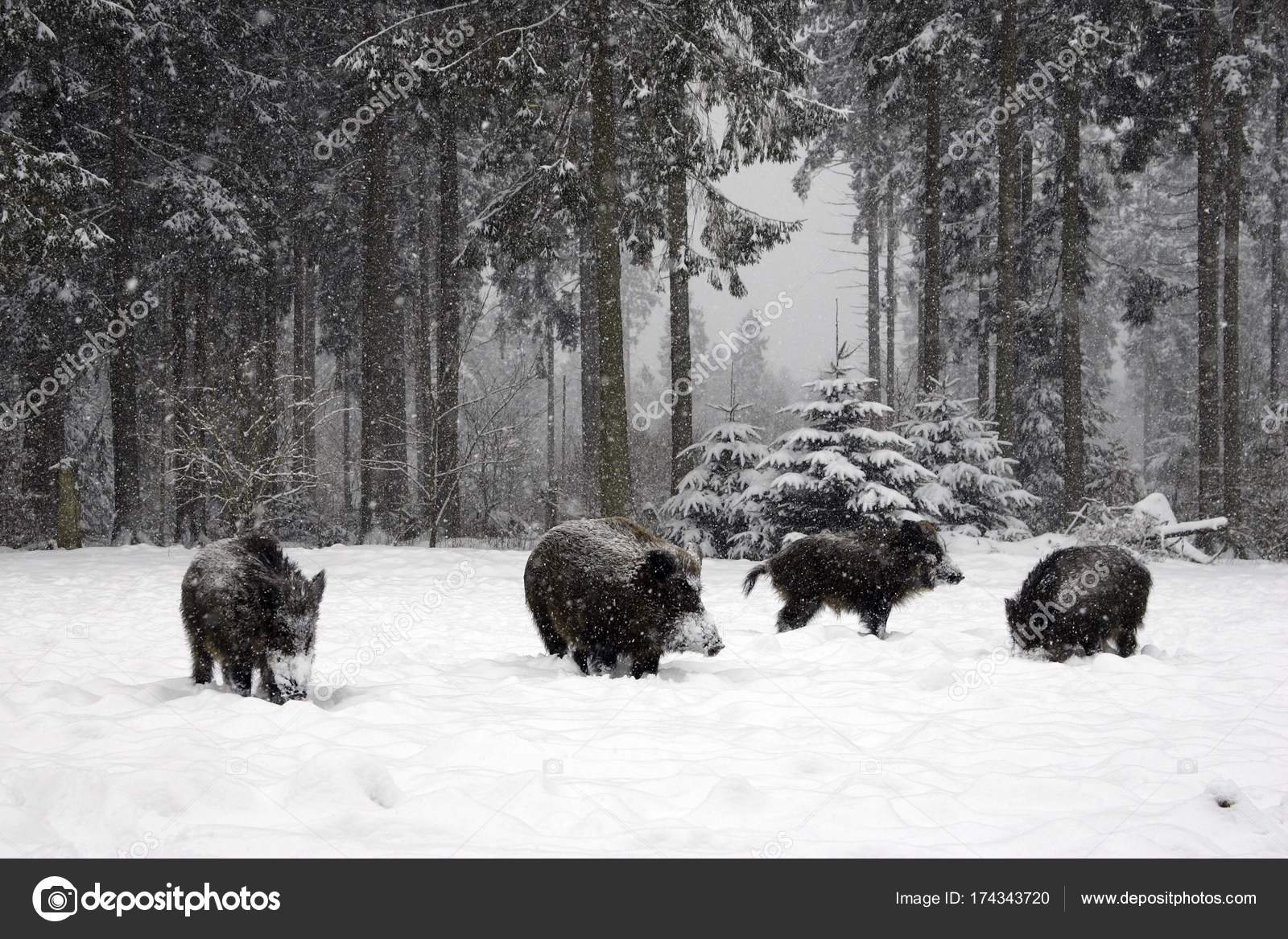 Wild boars pigs in winter forest Stock Photo by ©imagebrokermicrostock 174343720 Wild boars pigs in winter forest Stock Photo by ©imagebrokermicrostock 174343720