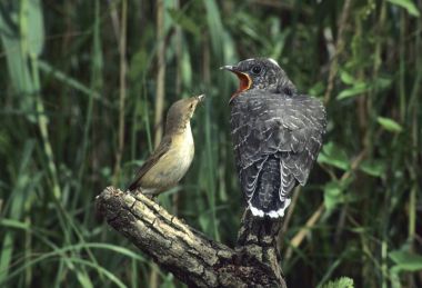 Cuckoo (Cuculus canorus)feeding from reed warbler clipart