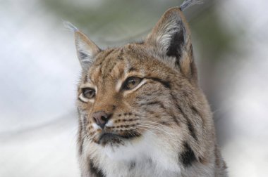 Eurasian lynx cat, Switzerland, Europe clipart