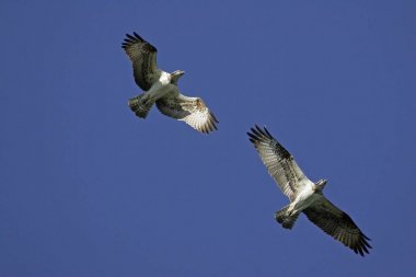 Couple of flying ospreys - fish hawks (Pandion haliaetus) clipart