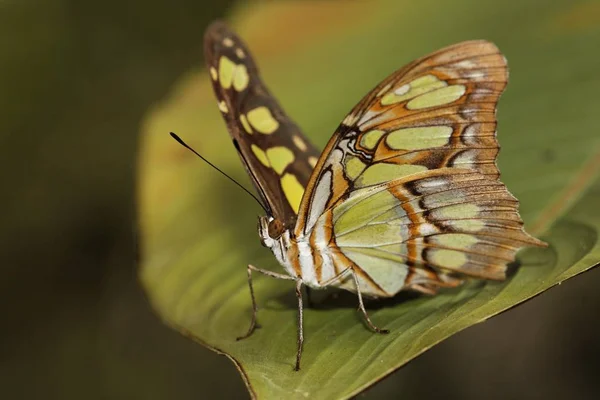 Malachit Motyl Motyl Biplagiata Stelenes Siproeta Siedzi Zielony Liść — Zdjęcie stockowe