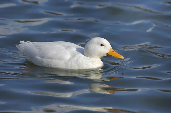 Albino Stockente im Teichwasser — Stockfoto