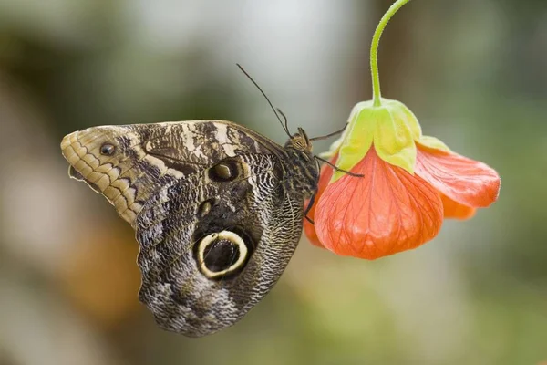 Бабочка Сова Сидит Красном Цветке — стоковое фото