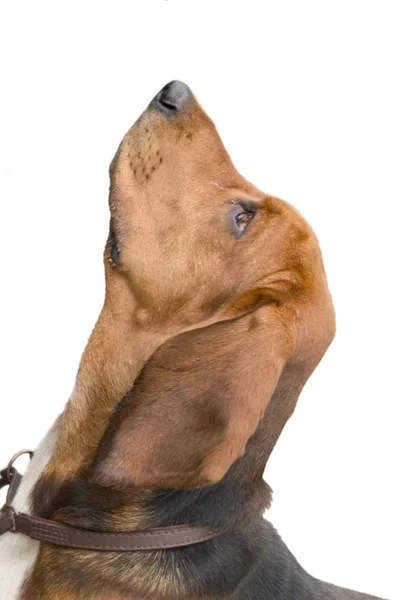 Bassetthund Schaut Studio Auf — Stockfoto