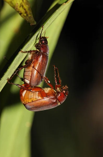 Paarung Käfer Costa Rica Nordamerika — Stockfoto