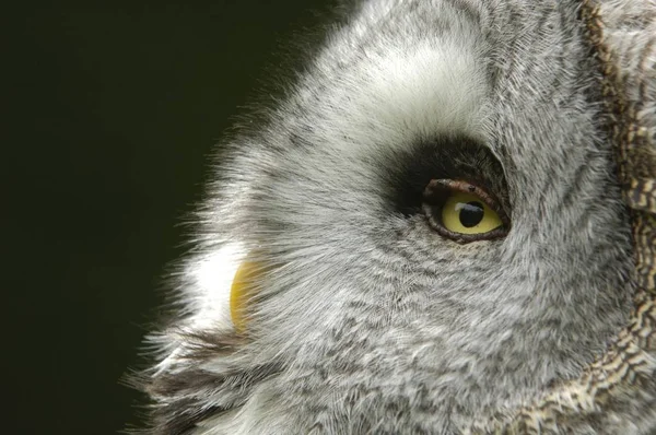 Great Grey Owl bird — Stock Photo, Image