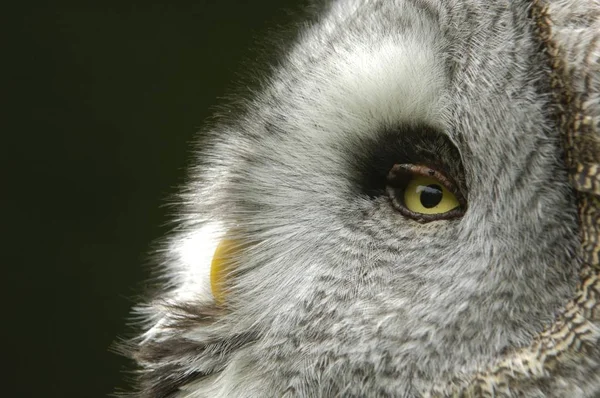 Großer grauer Eule-Vogel — Stockfoto