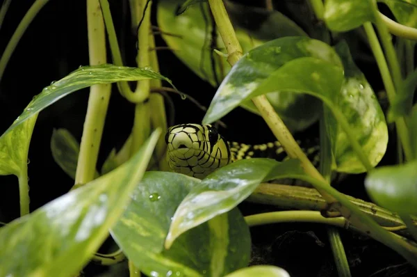 Whip Snake Spilotes Pullatus Green Leaves — Stock Photo, Image