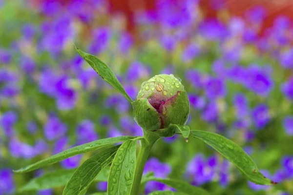 Gemme Peonia Paeonia Officinalis Dopo Pioggia — Foto Stock