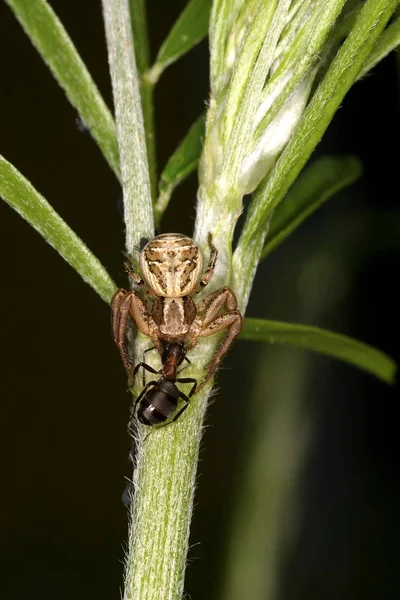 Xysticus Cristatus Örümcek Yakından Atış — Stok fotoğraf