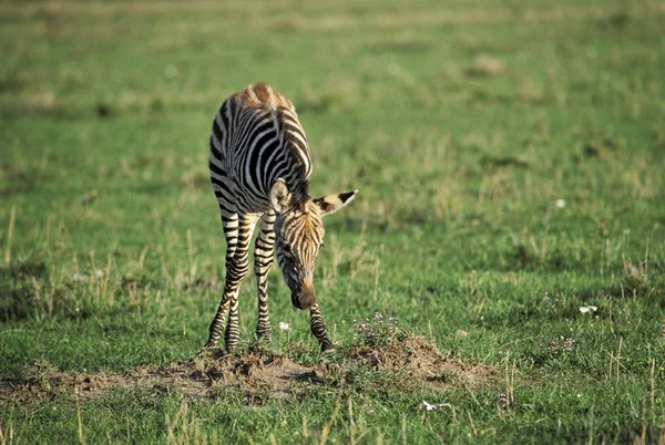 Zebra în câmp verde — Fotografie, imagine de stoc