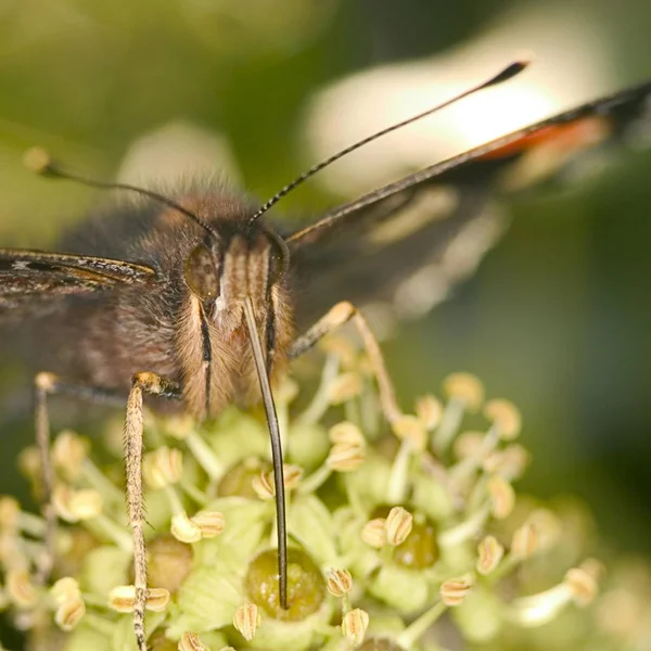 Бабочка Ванессы Аталанта — стоковое фото