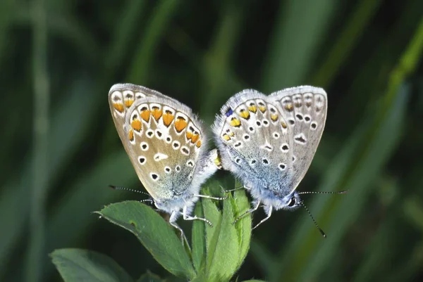 Couple de papillons bleus communs accouplement — Photo