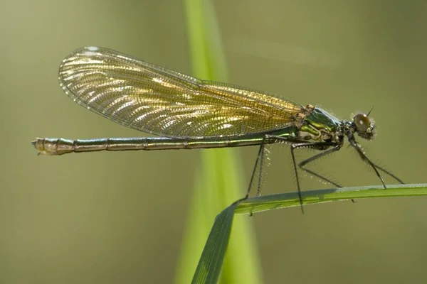 Calopteryx Splendens Grama Verde — Fotografia de Stock