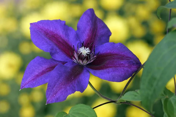 Floración Clematis Mrs Thompson Clematis Mrs Thompson — Foto de Stock