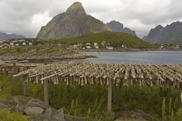 Ponteggi Essiccazione Del Merluzzo Bianco Reine Lofoten Norvegia Europa — Foto Stock