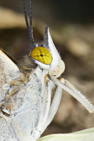 Motýl Apatura Iris Zblízka Portrétní — Stock fotografie