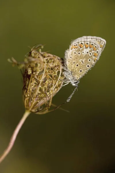 Common blue butterfly — Stock Photo, Image