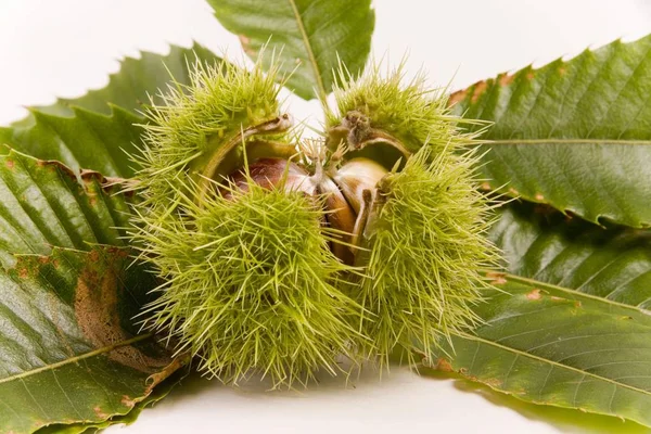 Sweet chestnuts with opened hairy shells