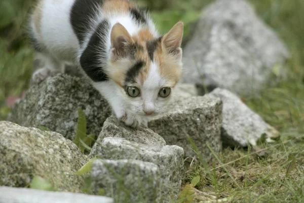 Schattige Kleine Kitten Kat Buiten — Stockfoto