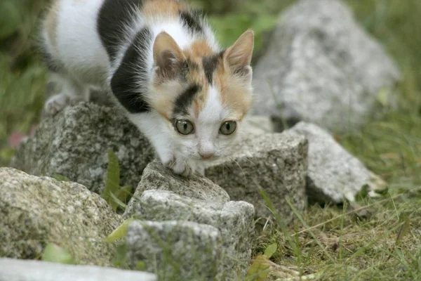 Lindo Gatito Gato Aire Libre — Foto de Stock