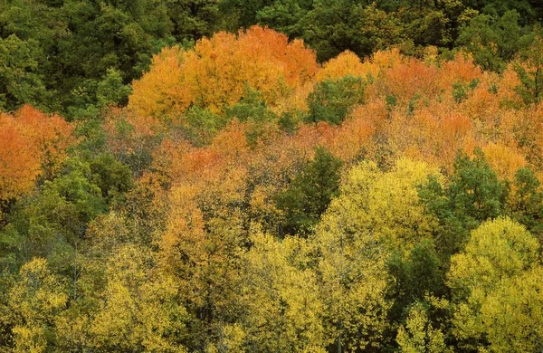 Bosque Otoñal Pirineos Lérida Cataluña España — Foto de Stock